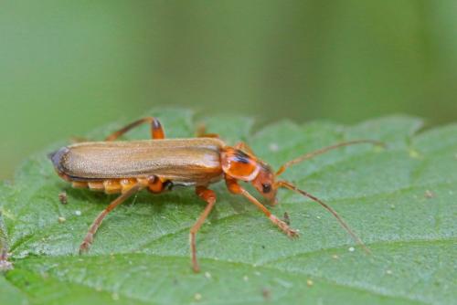 Réf. 234 761 : Metacantharis discoidea